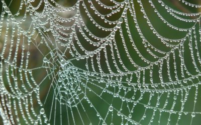 A Web Filled With Gratitude